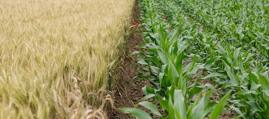 crop rotation