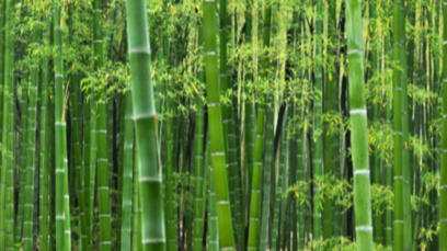 Company BambooLogic