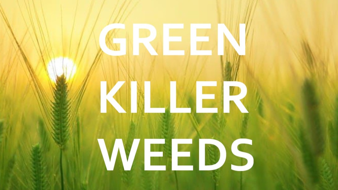 Company Green Killer Weeds