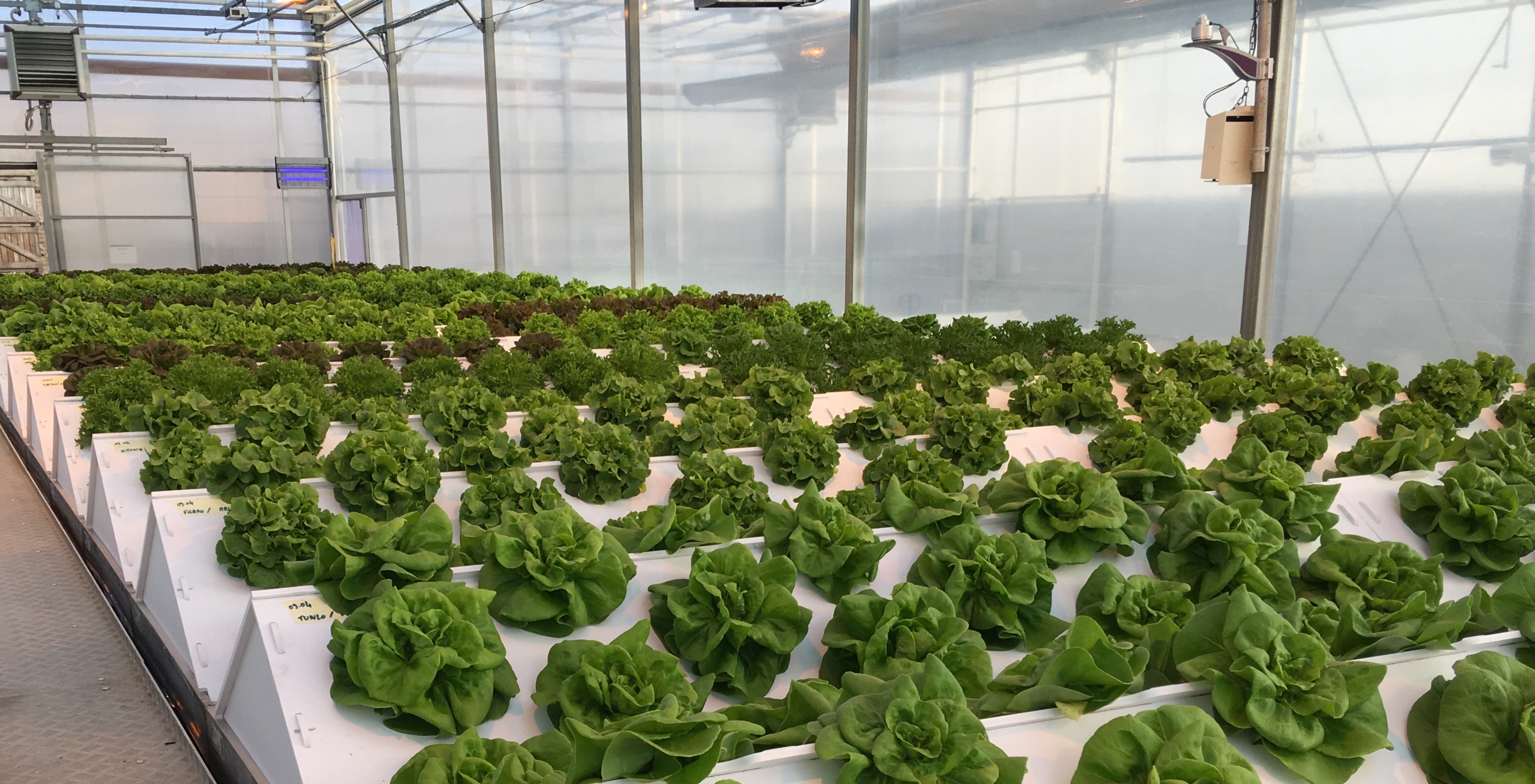 News / Mobile Aeroponics Farming, growing lettuce the green way