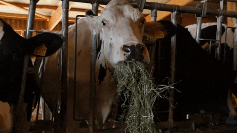 cow eating