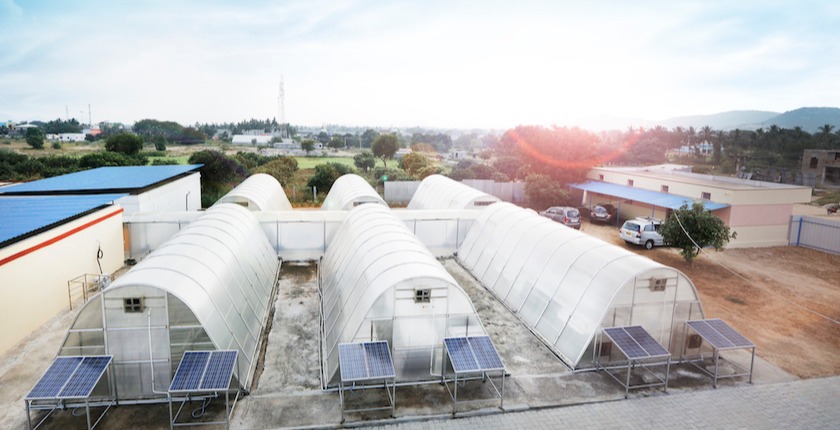 Herb Drying Tips: Garbling and Passive Solar Drying Shed — Wayside