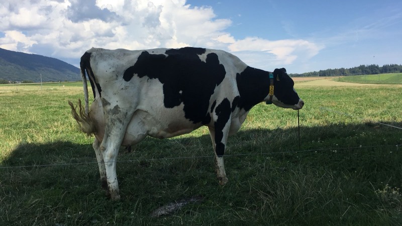 Como reduzir o impacto das vacas no clima ?