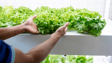 Feeding the Planet in an Uncertain Future