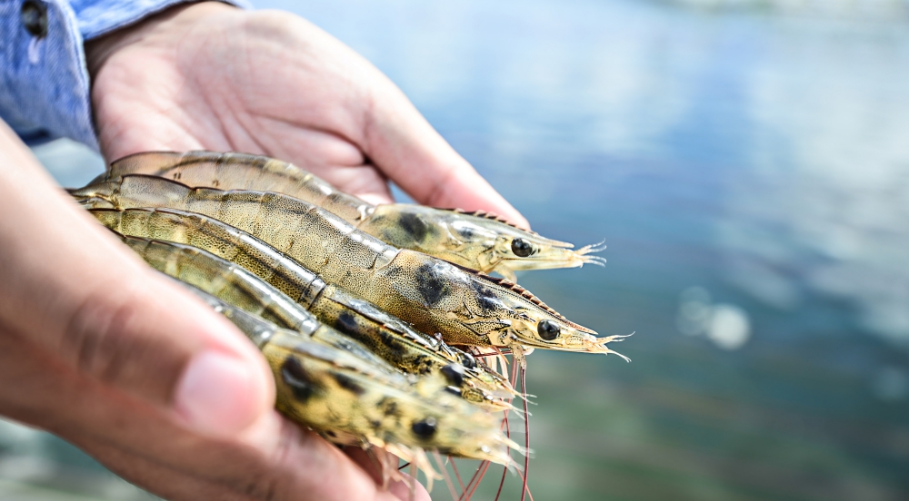 Offer Aquaponic Farm in Salty Water