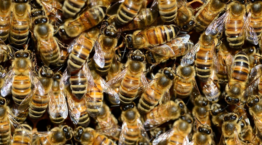 Offer Honey Bees: Chemical-free Varroa Treatment