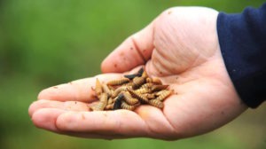 Offer Animal feed ingredients ; Organic fertilizer