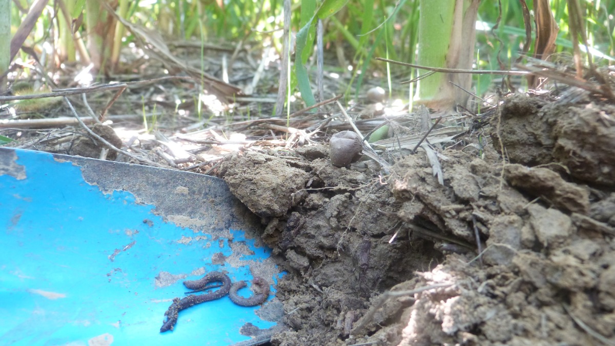 Offer Earthworms are the best allied to the farmer