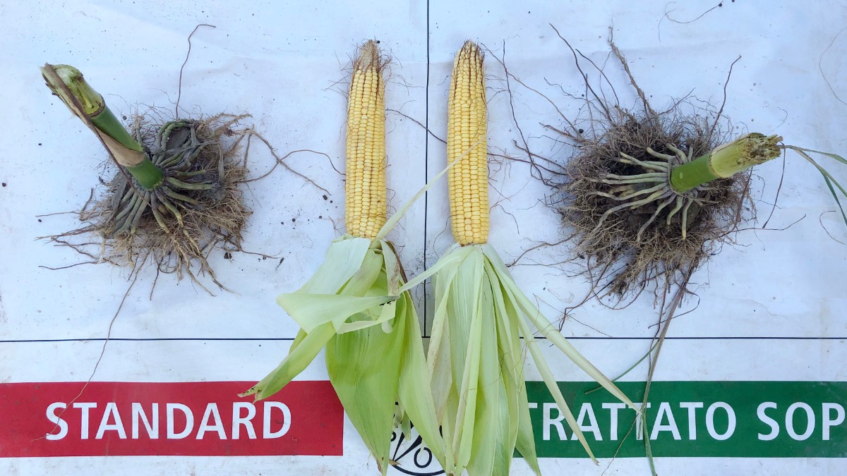 Offer SOP COCUS MAIZE+