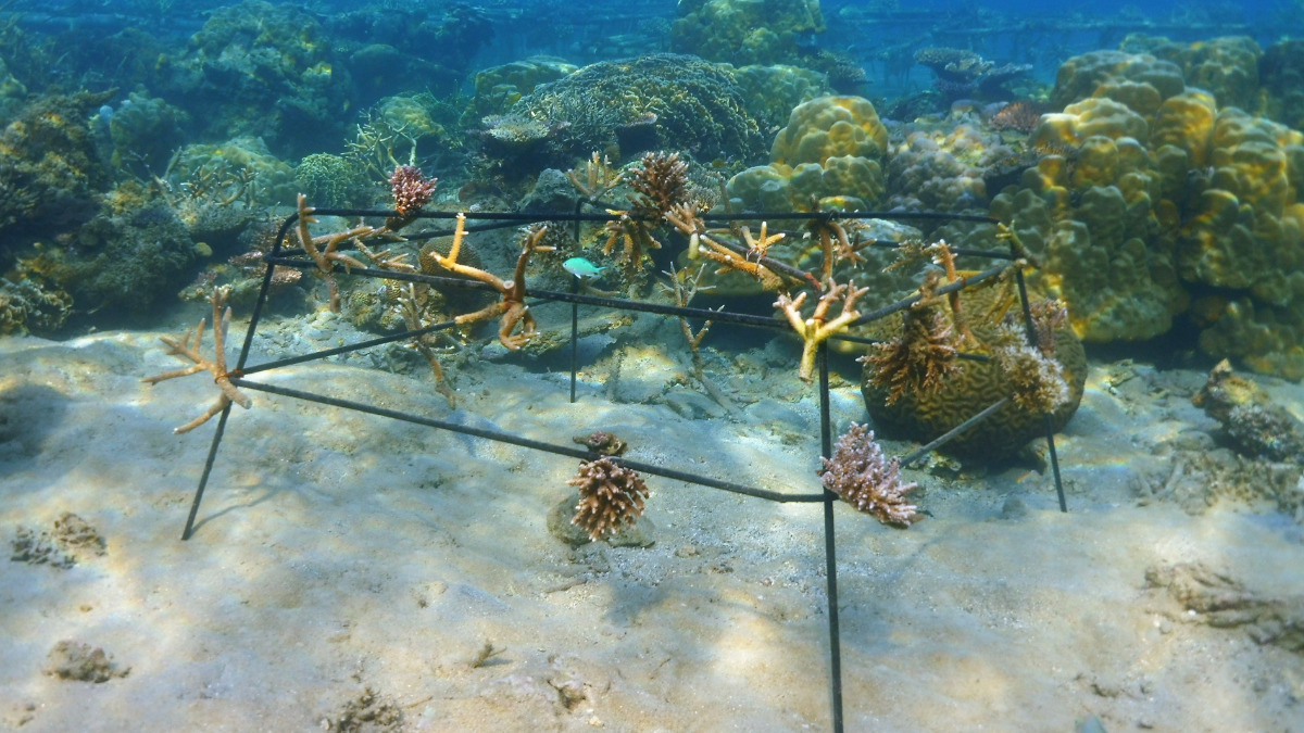 Offer CSR programs to restore and preserve marine ecosystems