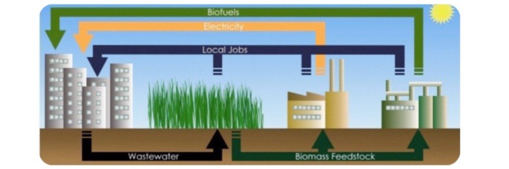 image de la solution Bioenergy from Arundo Donax Biomass