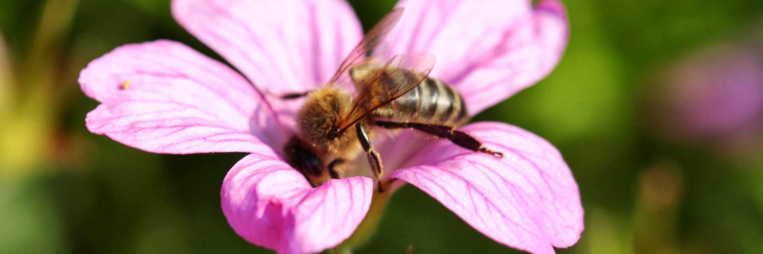 image de la solution BeeOmonitoring