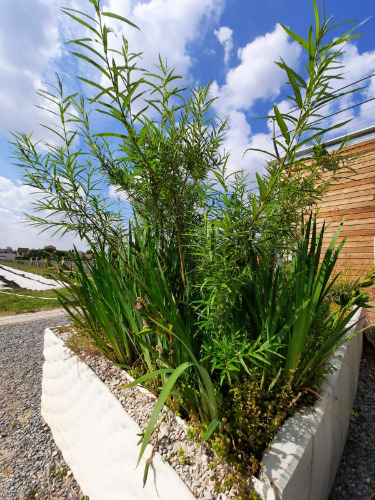 Gallery Jardin de Pluie Urbain 2