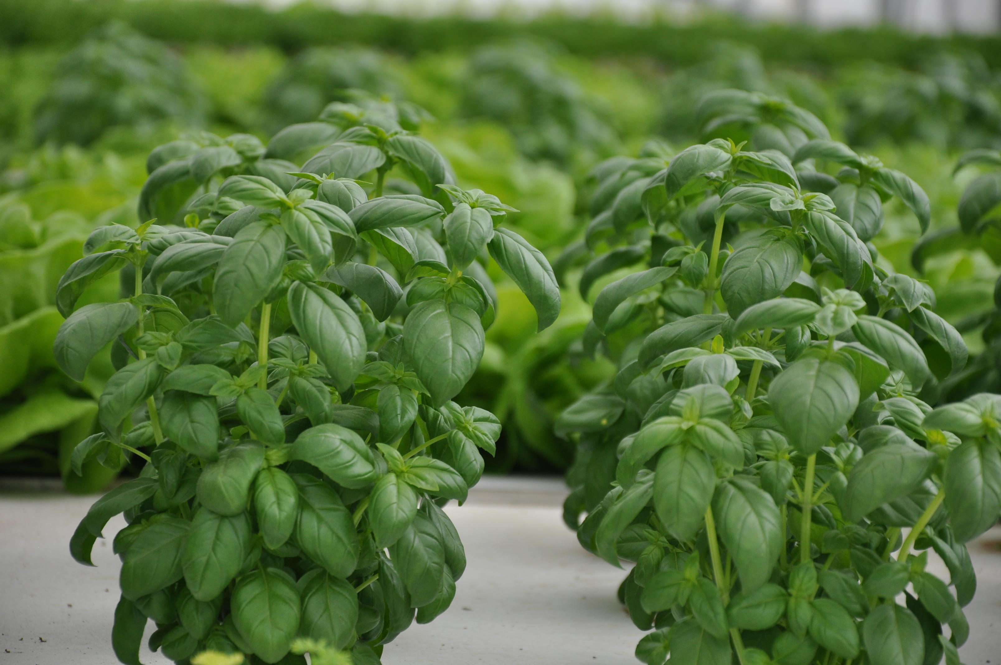 Gallery Mobile Aeroponics Farming 3