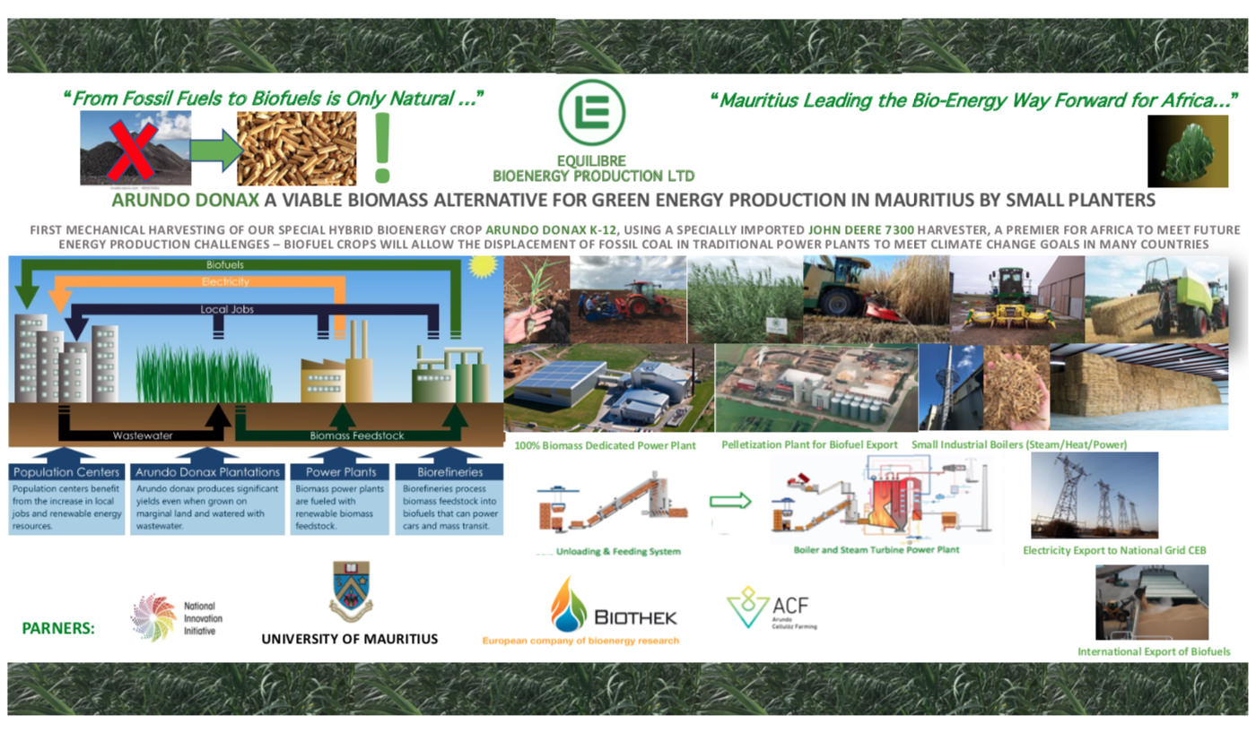 Gallery Bioenergy from Arundo Donax Biomass 3