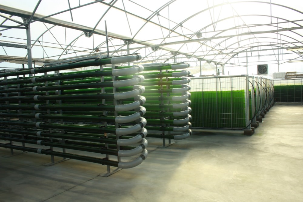 Gallery AgriAlgae® 3