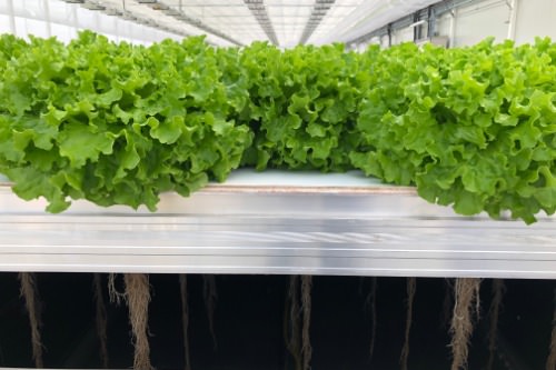 Gallery Mobile Aeroponics Farming 1