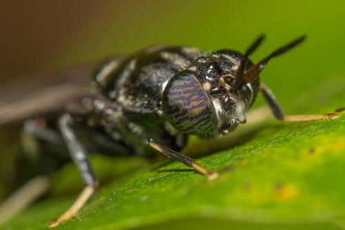 Gallery InnovaFeed Insect Based Protein 1