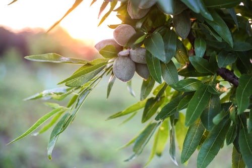 Gallery Regenerative Organic Orchards by GreenPods 1