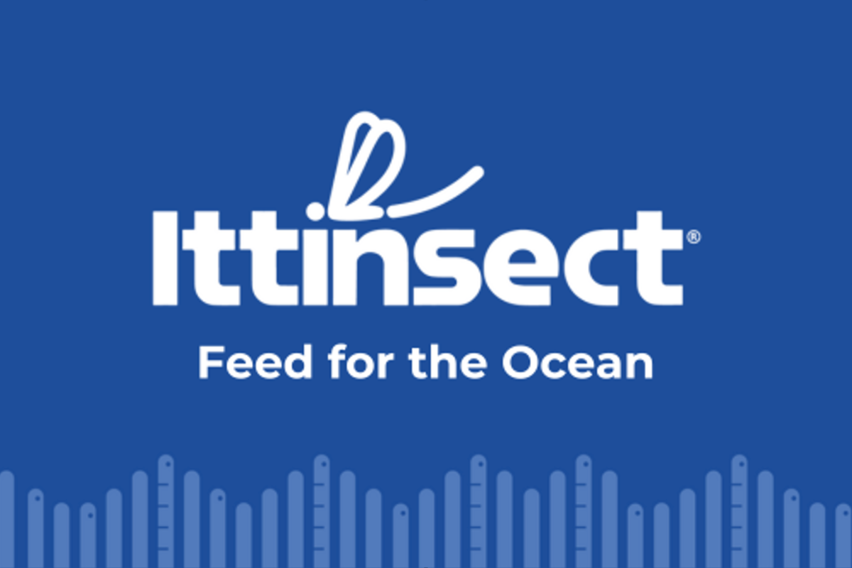 Feed for the Ocean: sustainable aquaculture