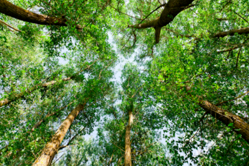 Sister Forest Project