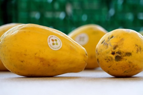 Afondo - AgroSustain's coating