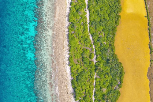 Sargassum: Biodiversity and Waste Management