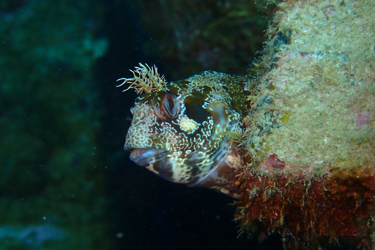 Multitech Renaturalisation solution