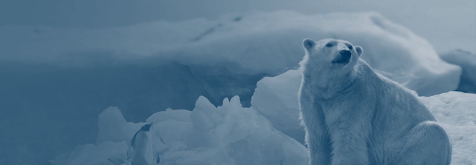 белый медведь на ледяной шапке