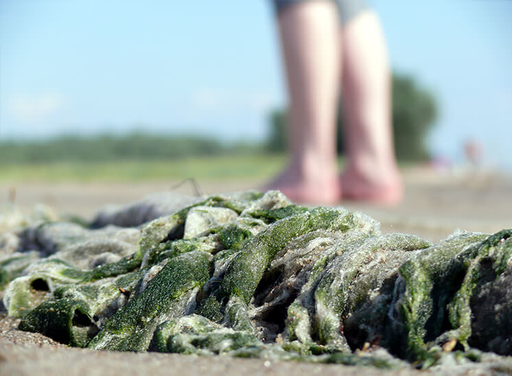 Seaweed mixed with plastic