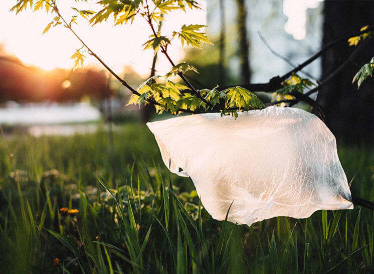 Plastic bag on a tree