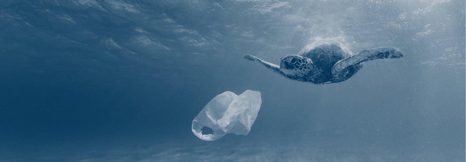 Turtle swimming by a plastic bag